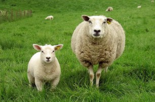 养羊如何增加出栏率