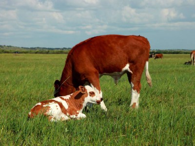 幼龄动物的营养结构很重要