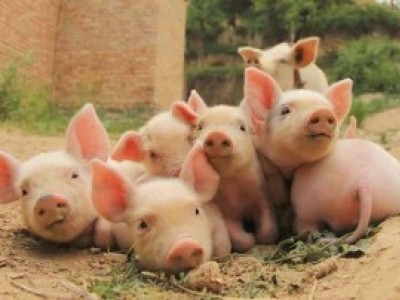 4.30日饲料原料价格行情