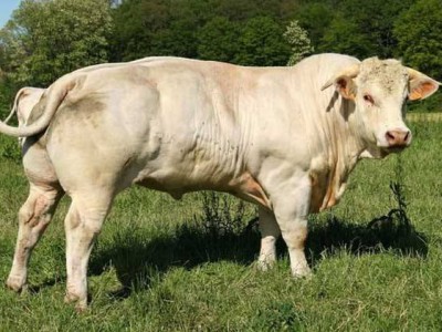 怎样将脂肪酸钙用于夏西本杂交牛育肥？