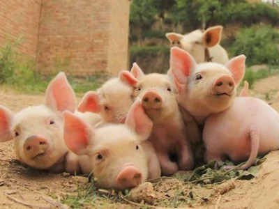 什么是猪粮比？猪粮比怎么计算？