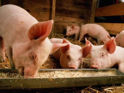 猪颗粒料粒度大小对其生产性能的影响